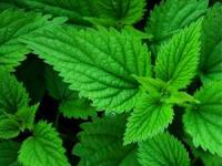 خواص گیاه گزنه