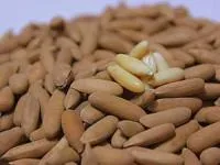 چلغوز