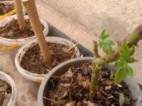 تنگ شدن گلدان