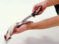 تميز كردن ماهی