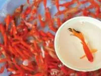 نگهداری از ماهی قرمز
