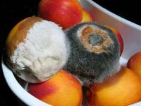 فاسد شدن مواد غذایی