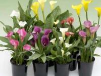 گل در گلدان