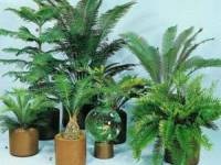 نگهداری گیاهان آپارتمانی