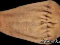 جوراب بنفش