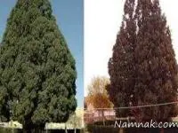 پسر نوح