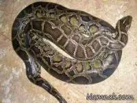 شکم مار
