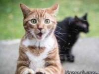 رکورد تماشای تلویزیون