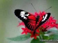 جملات بزرگان