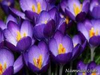 جملات کوتاه