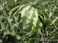 هندوانه