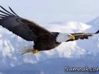 عقاب