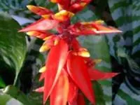 گل ایکمیا چانتینی