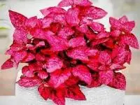 گیاه هیپوستس