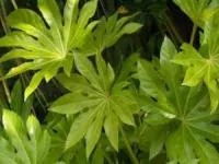 آرالیای برگ پهن