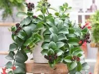 گیاه اسکینانتوس