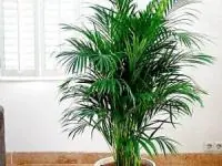 نخل اریکا پالم