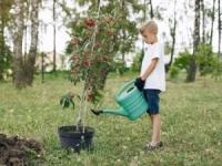 زمان کاشت درخت