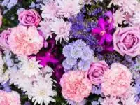 گل تابستانی