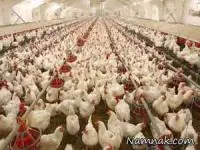 آنفولانزای طیور