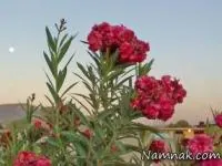 سکته قلبی