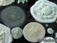 عوامل آلرژی