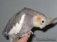 پرنده خانگی