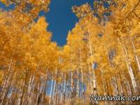 سنگین ترین موجود زنده