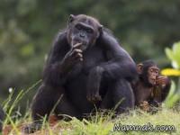 توانایی حیوانات