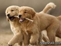 زبان حیوانات