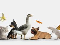 انواع جانوران