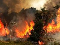 جنگل های هیرکانی