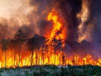 آتش سوزی جنگلهای هیرکانی