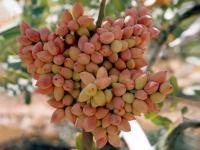 نهال پسته اصلاح شده