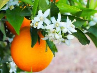 بهارنارنج
