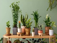 گیاهان آپارتمانی