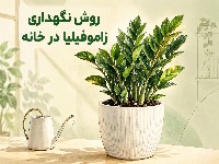 گیاه زاموفیلیا