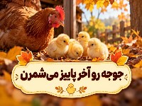 جوجه