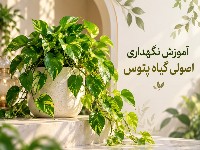 گیاه پتوس