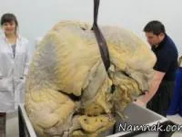 بزرگترین قلب دنیا