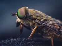 احساسات مگس