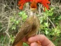 پرندگان عجیب 