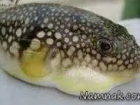 غذاهای خارجی کشنده