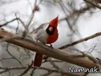 پرنده نر و ماده