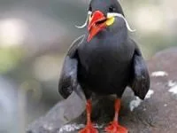 قیافه عجیب پرندگان