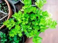 پرورش گیاه دارویی