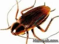 مرگ کودک با حمله سوسک