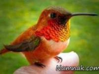 کوچکترین پرنده دنیا