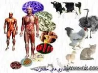 بیماری