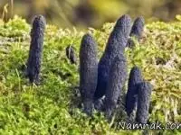 قارچ 